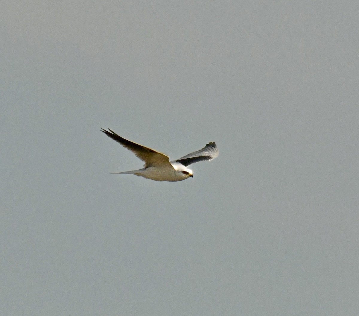 White-tailed Kite - ML614953446