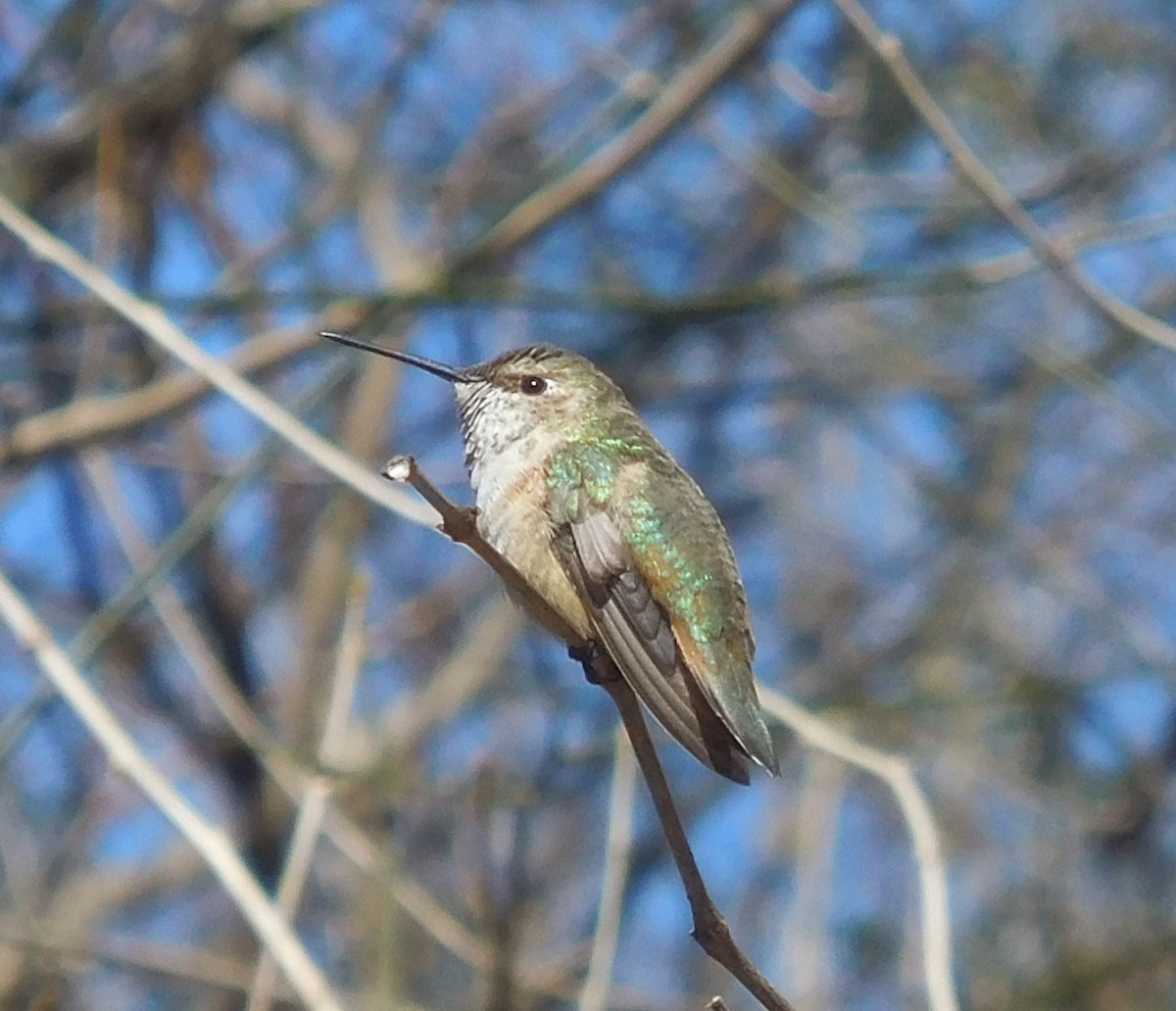 Rufous Hummingbird - ML614953551
