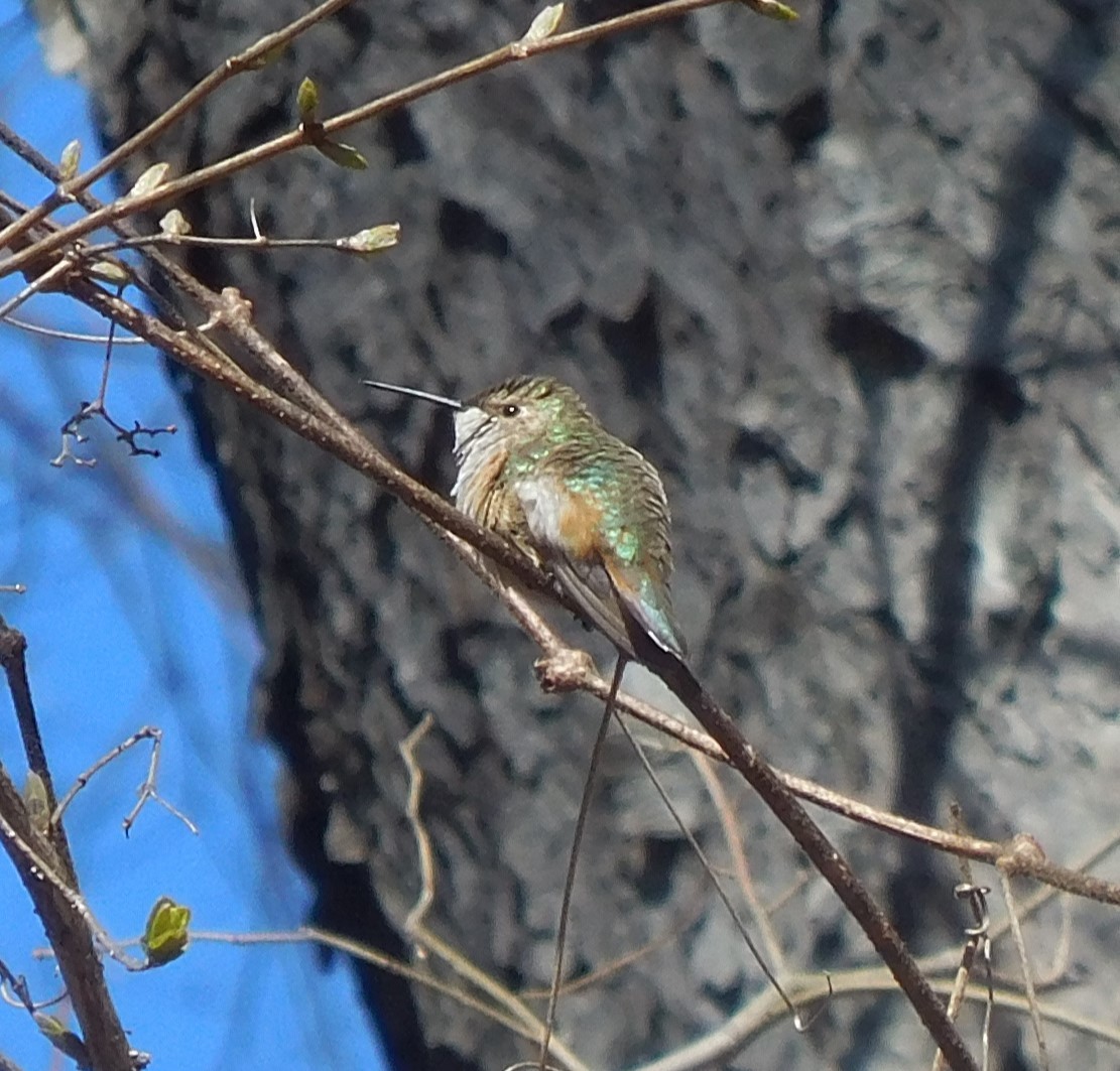 Rufous Hummingbird - ML614953552