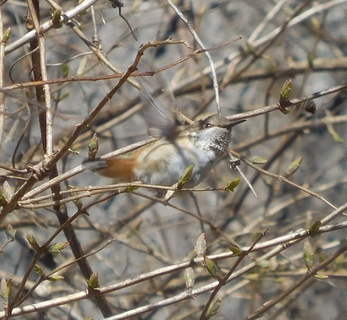 Rufous Hummingbird - ML614953555
