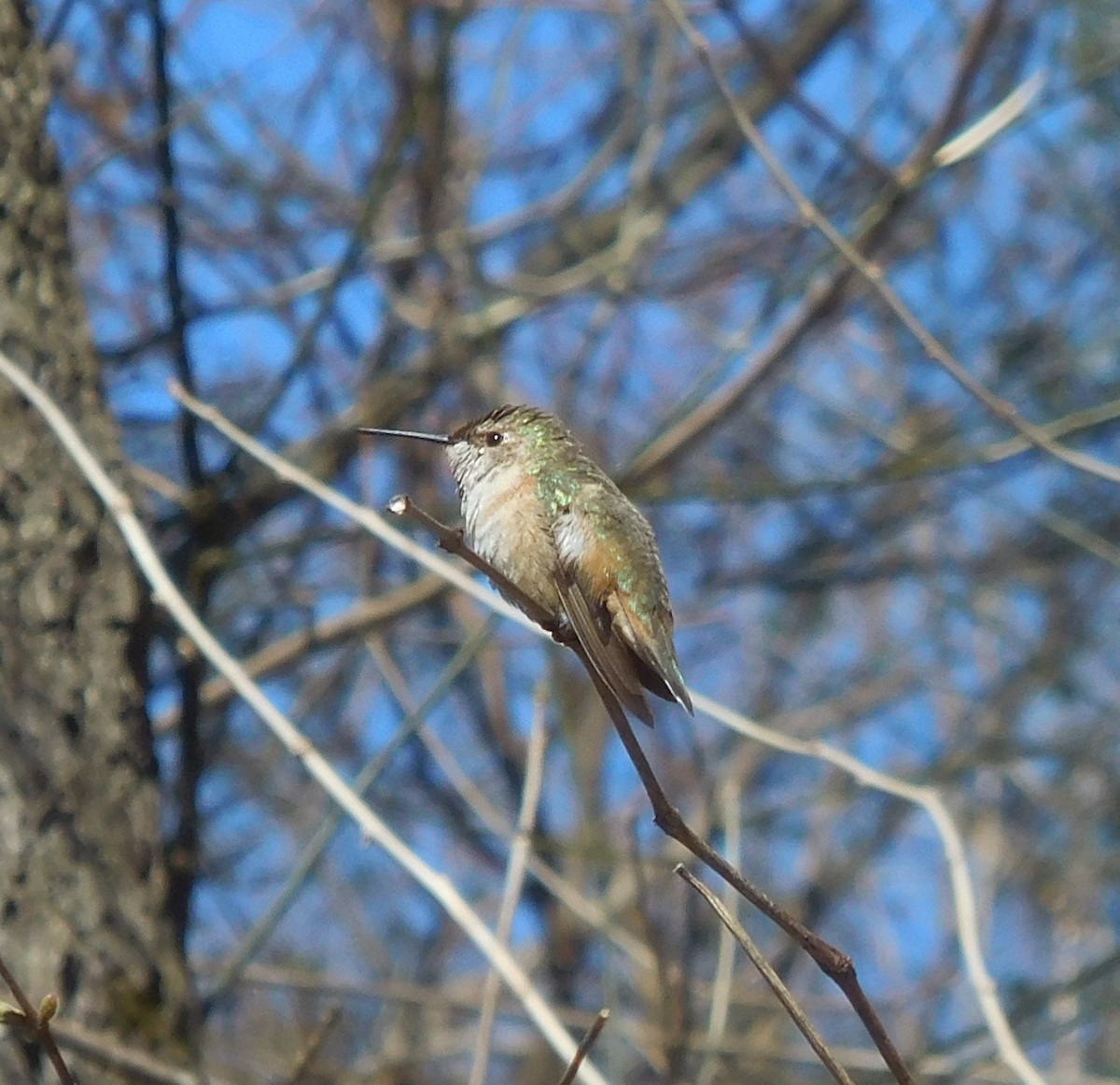 Rufous Hummingbird - ML614953557