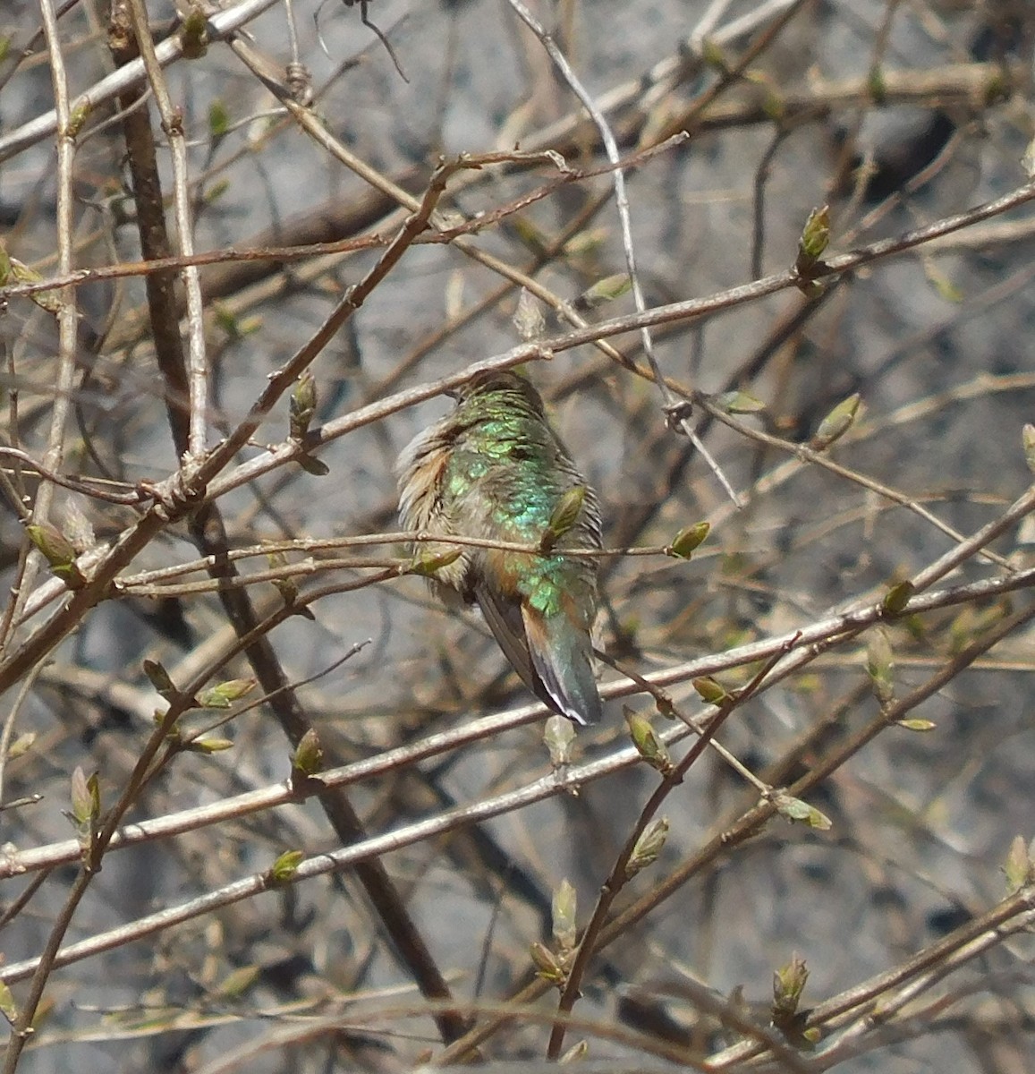 Rufous Hummingbird - ML614953558