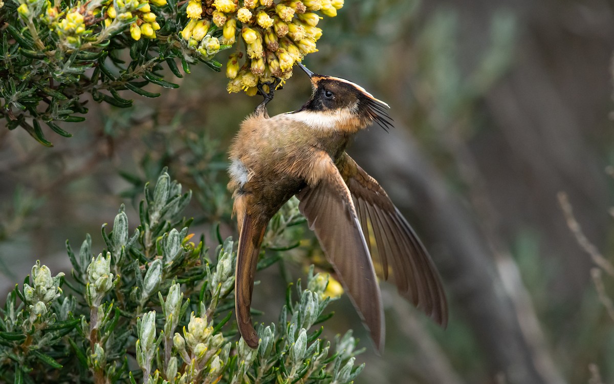 kolibřík tolimský - ML614953650