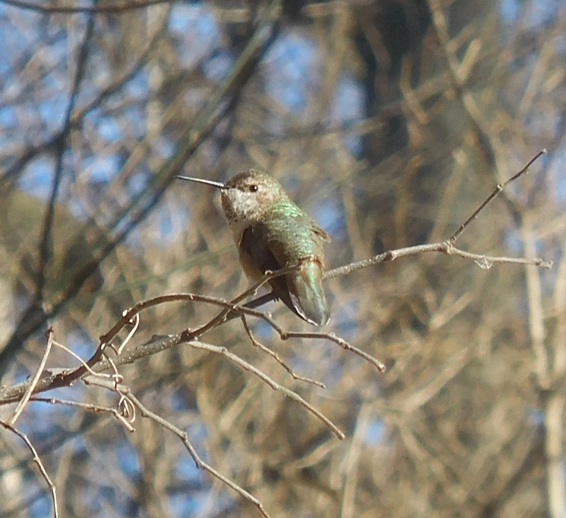 Rufous Hummingbird - ML614953672