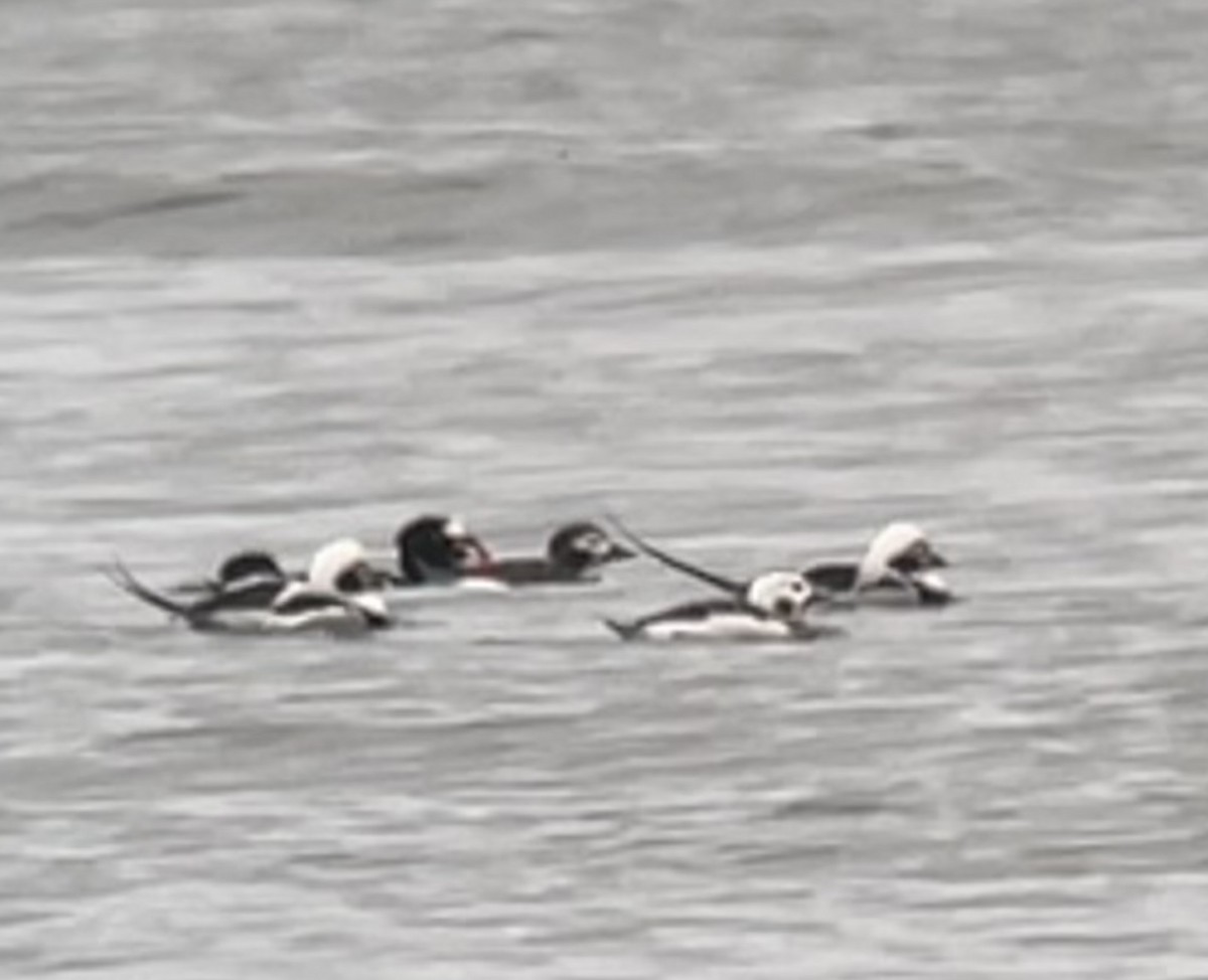 Long-tailed Duck - ML614953688