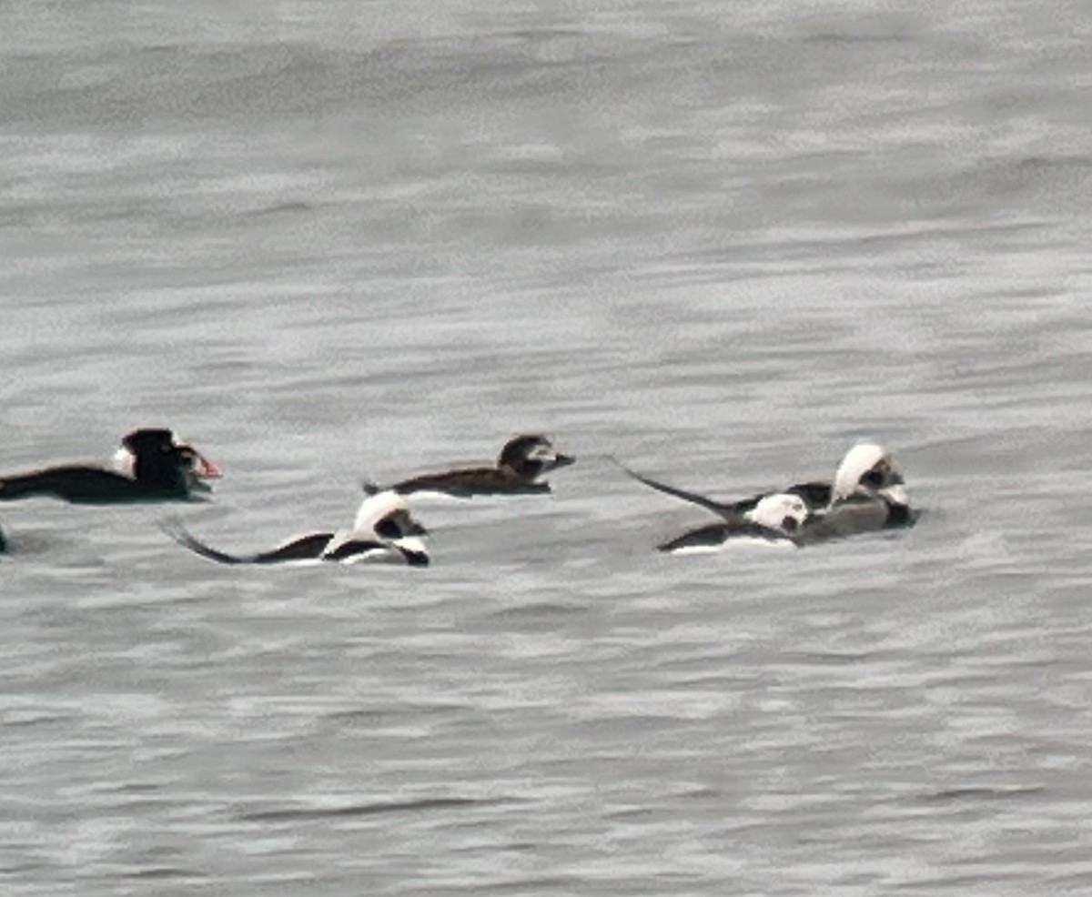 Long-tailed Duck - ML614953689