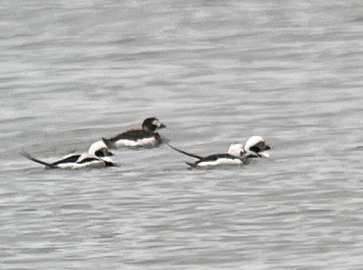Long-tailed Duck - ML614953690
