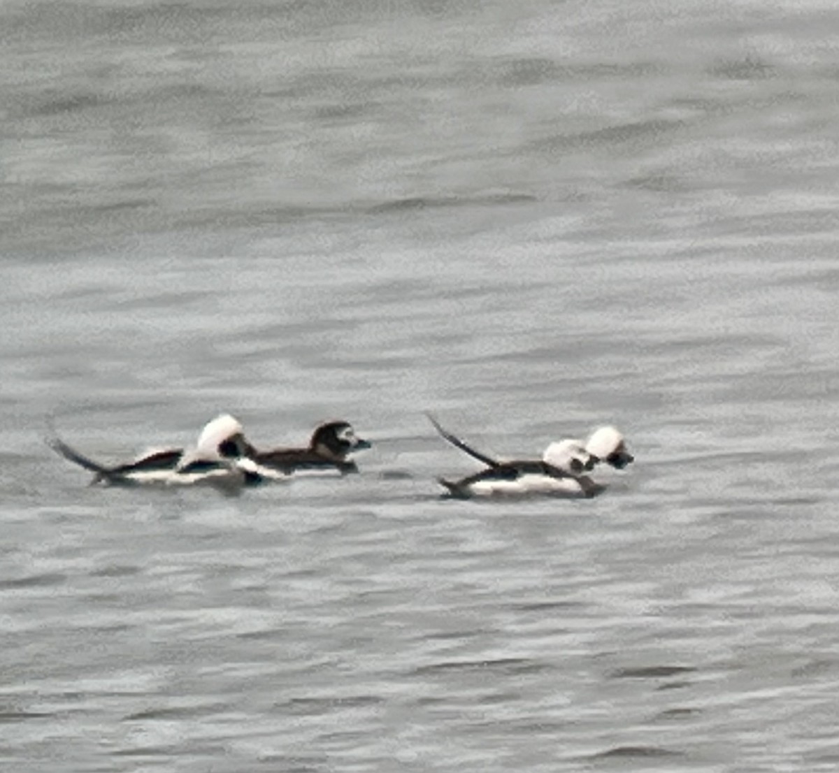 Long-tailed Duck - ML614953691