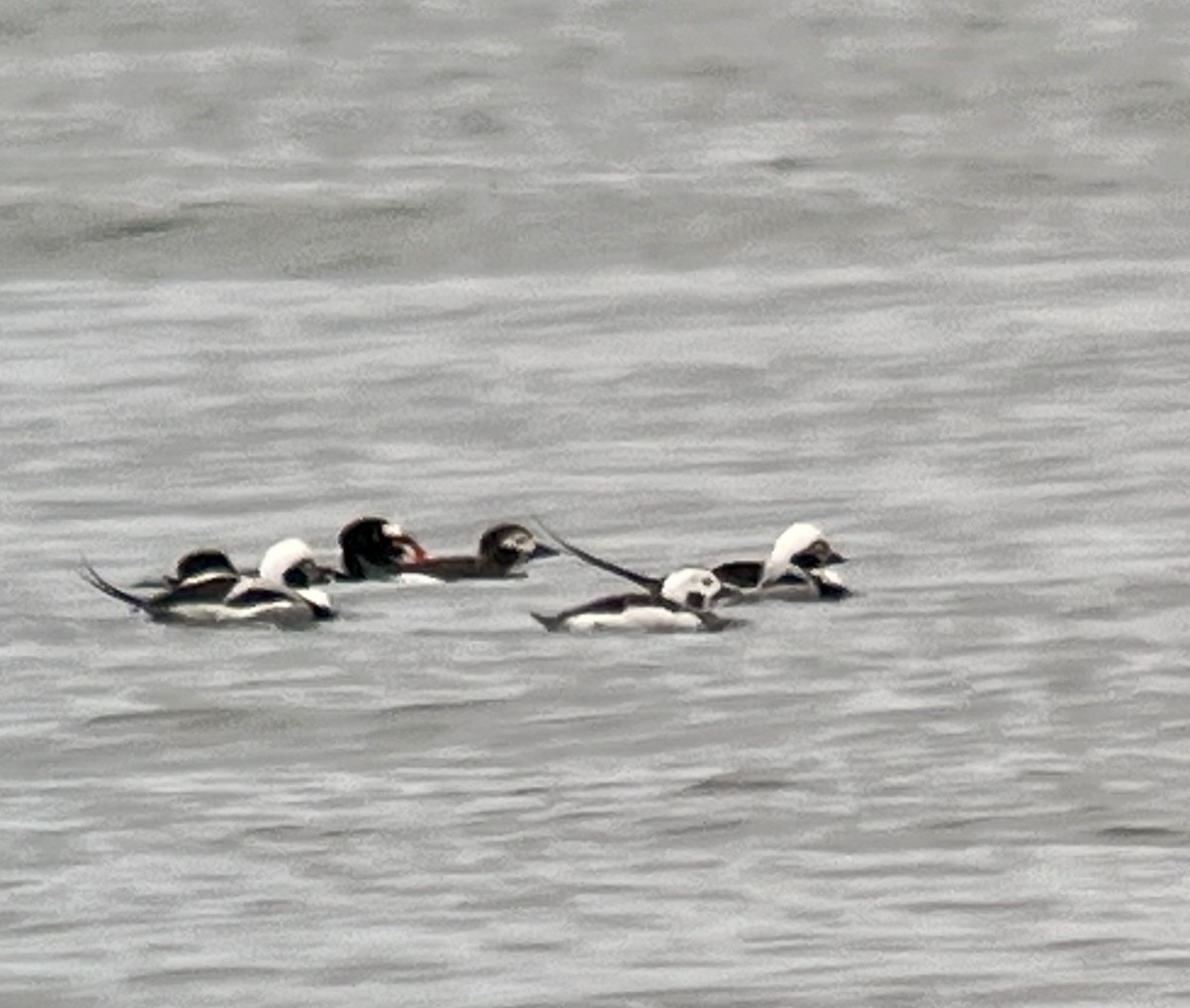 Long-tailed Duck - ML614953693