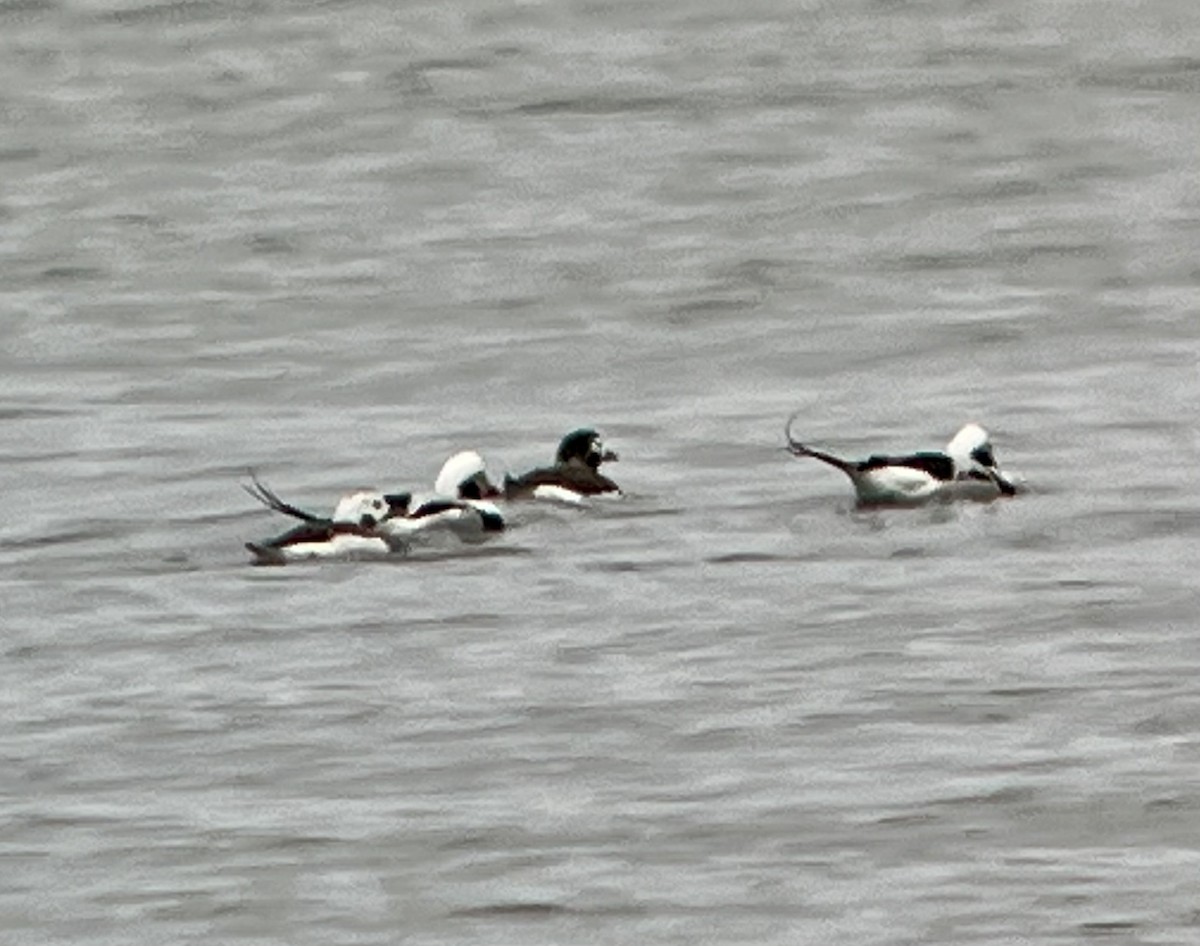Long-tailed Duck - ML614953694