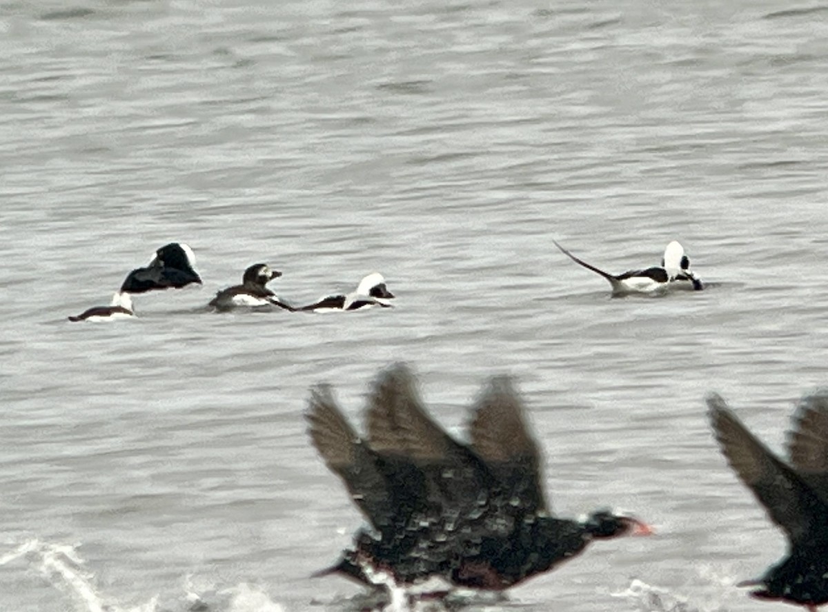 Long-tailed Duck - ML614953695
