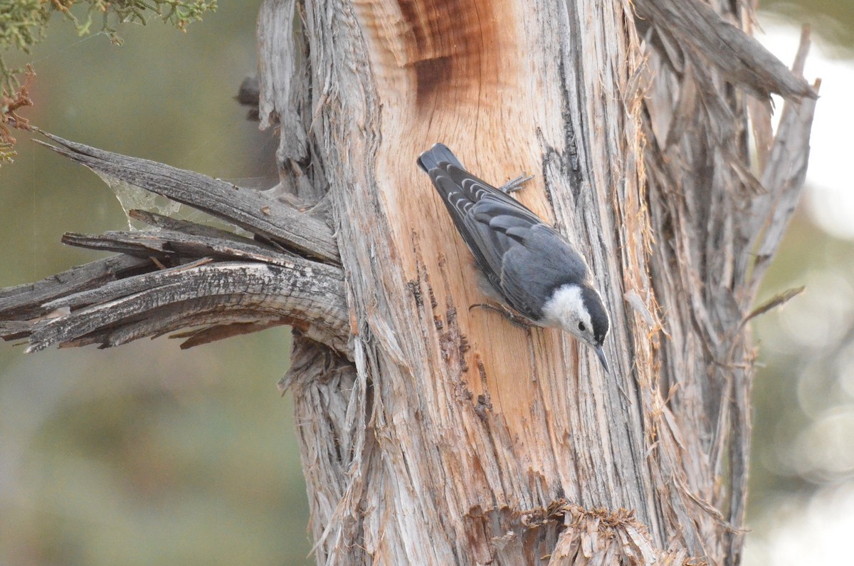 White-breasted Nuthatch - ML614953820