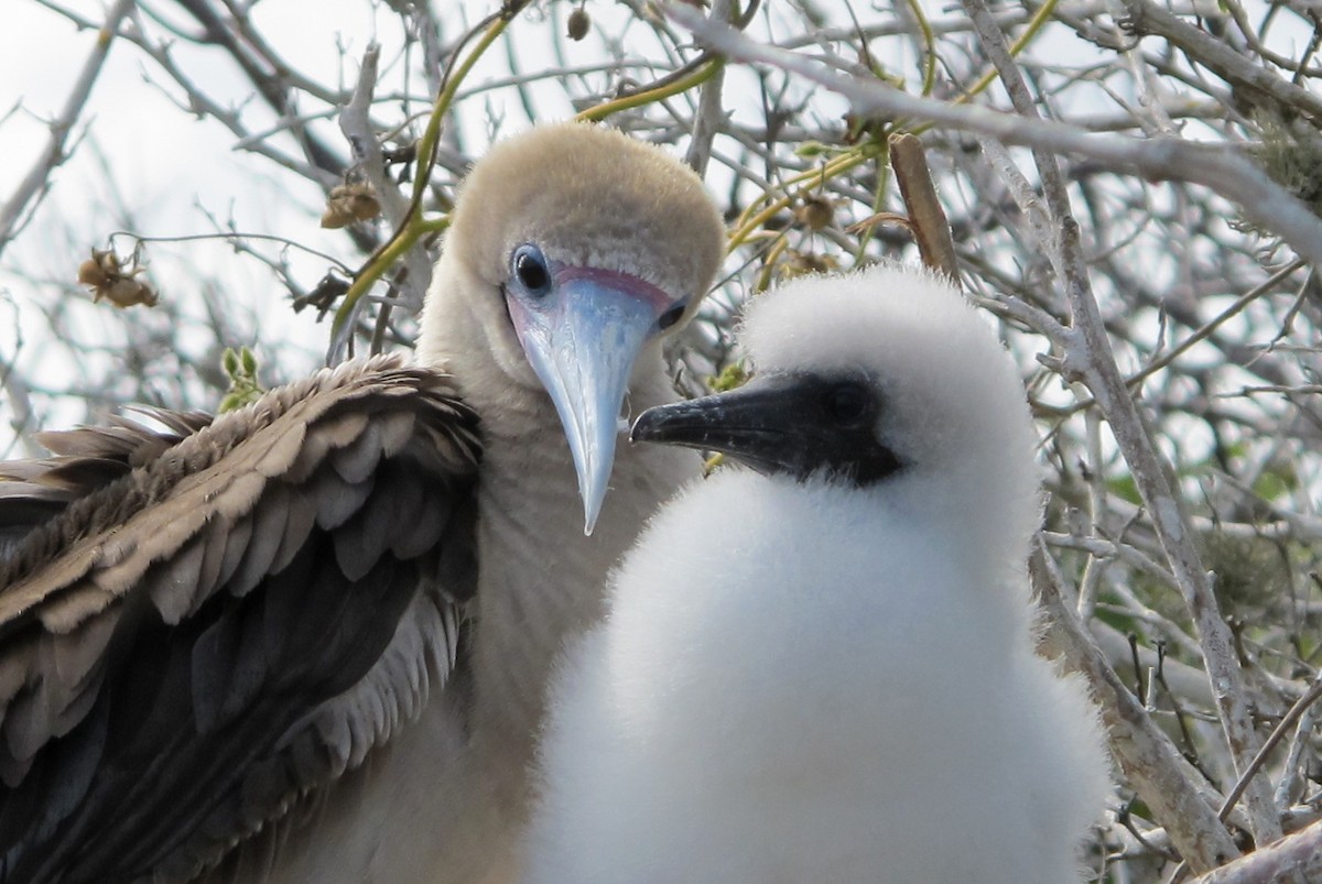 Red-footed Booby - ML614954026