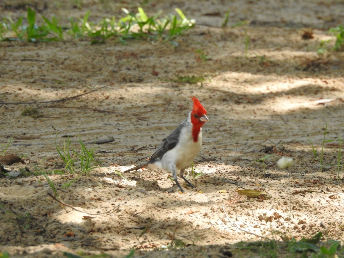 Red-crested Cardinal - ML614954077