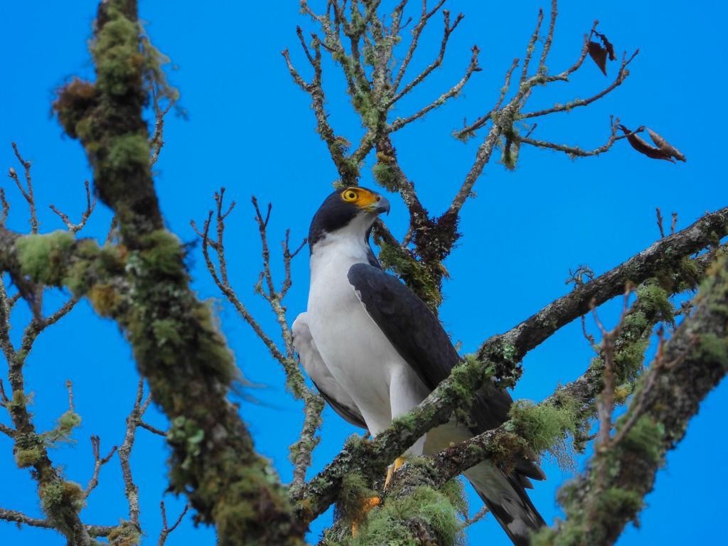 Gray-bellied Hawk - Juan Martín Mayorga parra