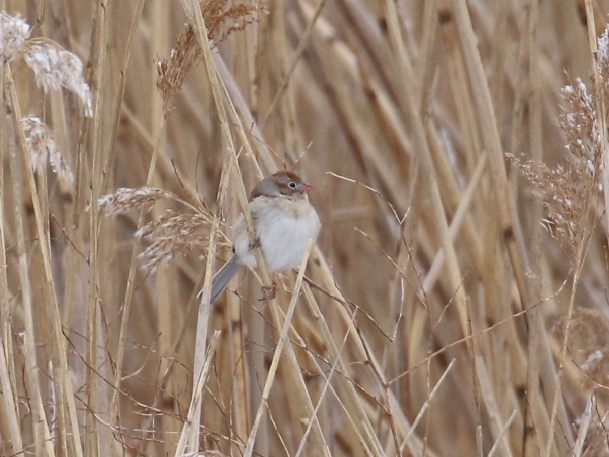 Field Sparrow - Stephen Mirick