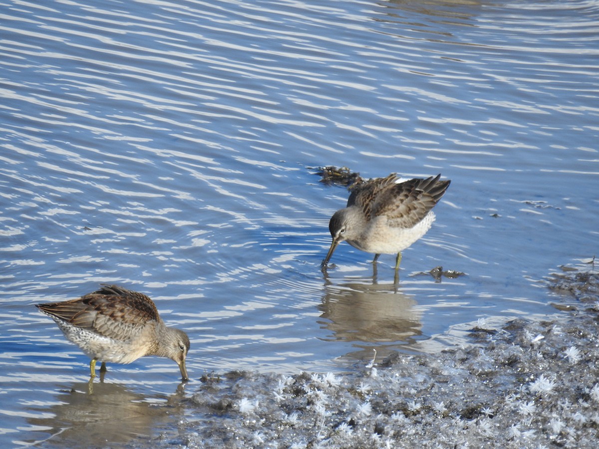 Long-billed Dowitcher - ML614954210