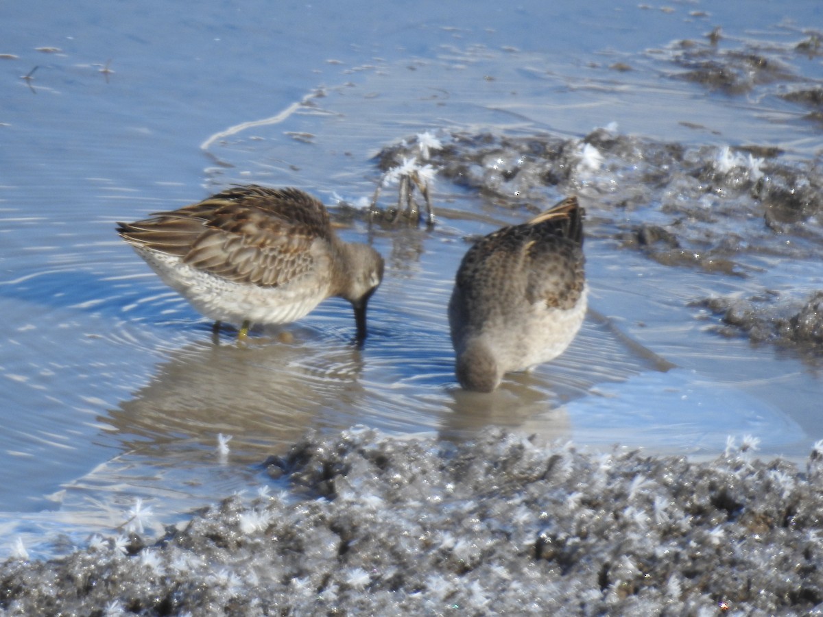 Long-billed Dowitcher - ML614954211