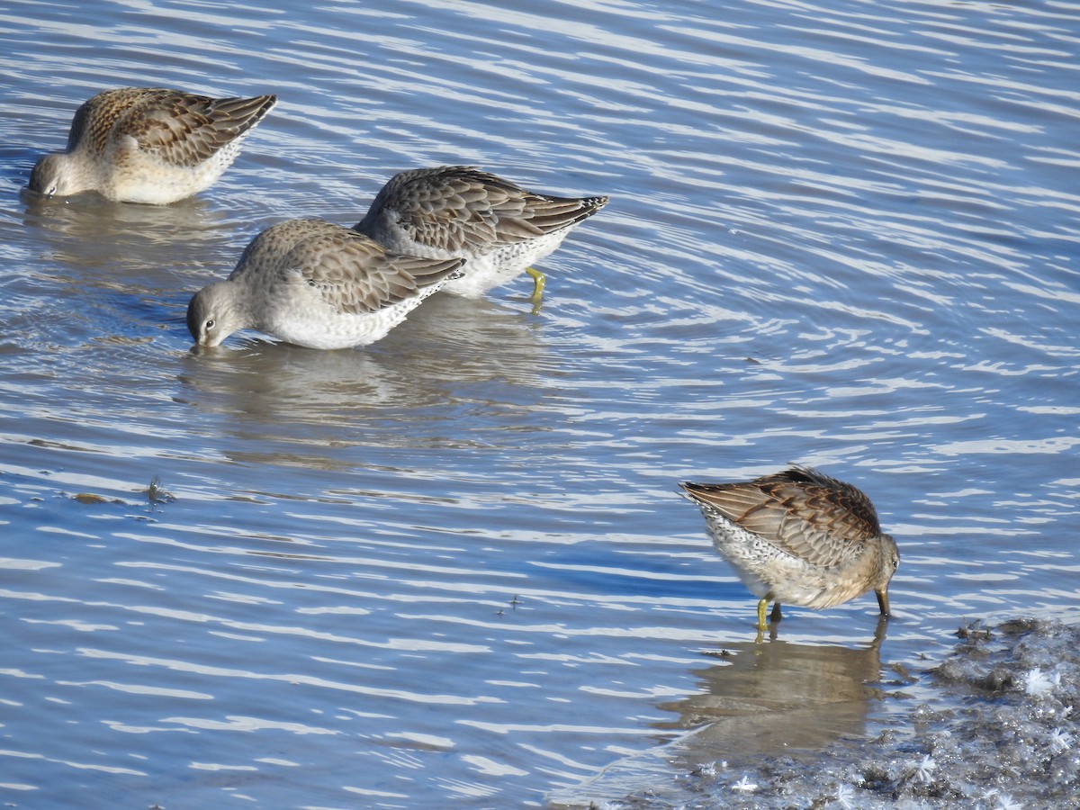 Long-billed Dowitcher - ML614954213