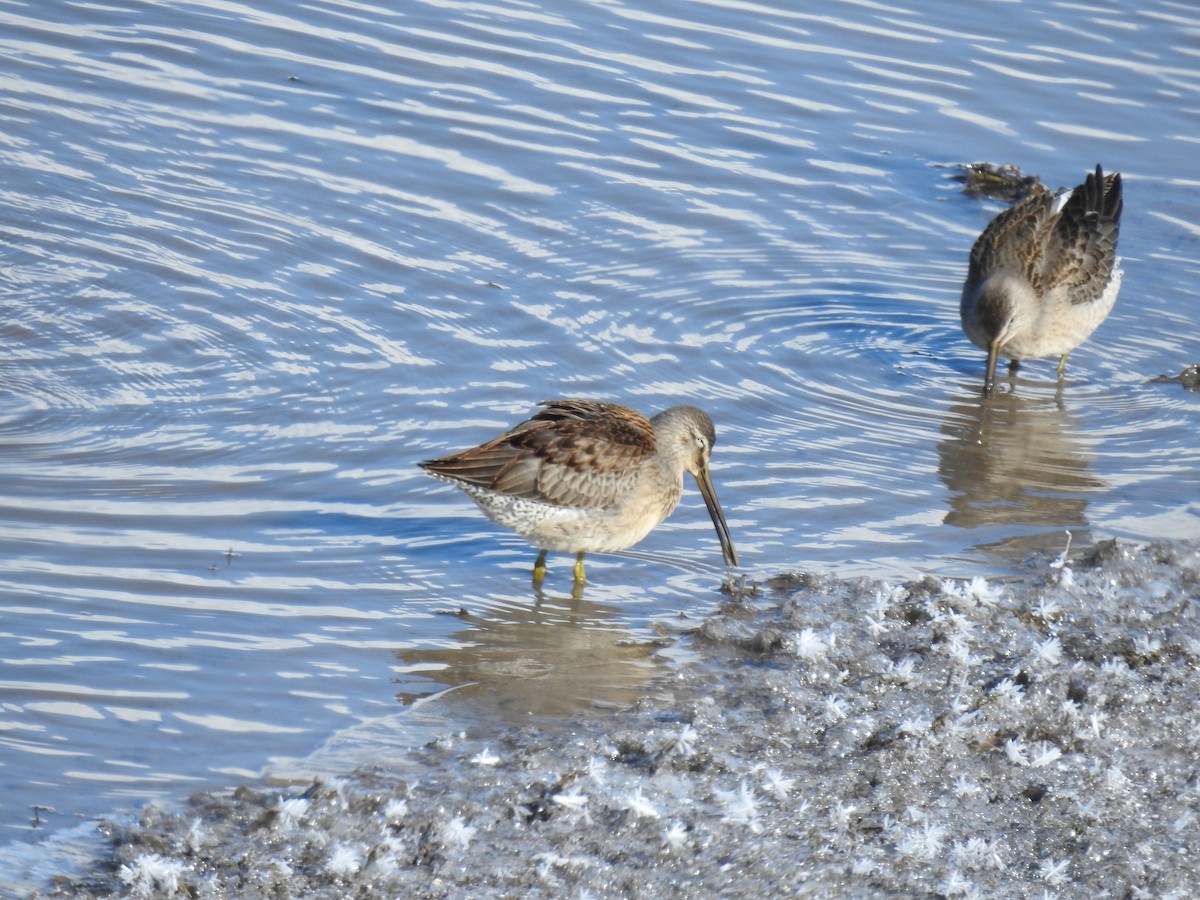 Long-billed Dowitcher - ML614954214