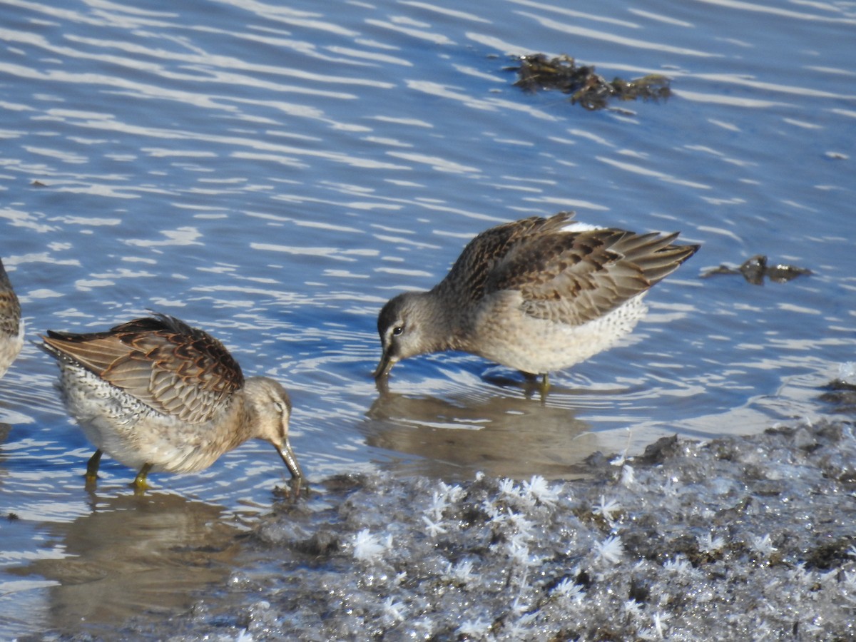 Long-billed Dowitcher - ML614954215