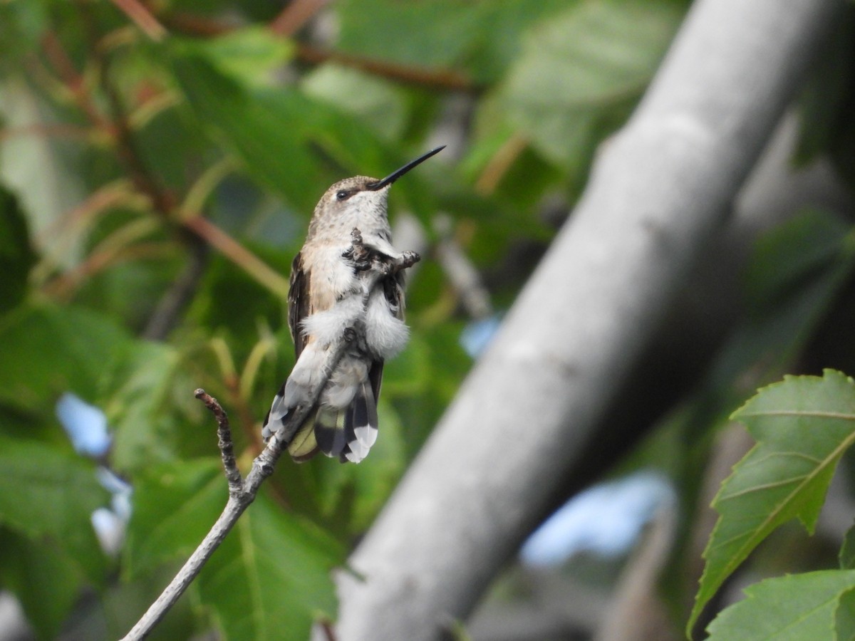 Calliope Hummingbird - ML614954242