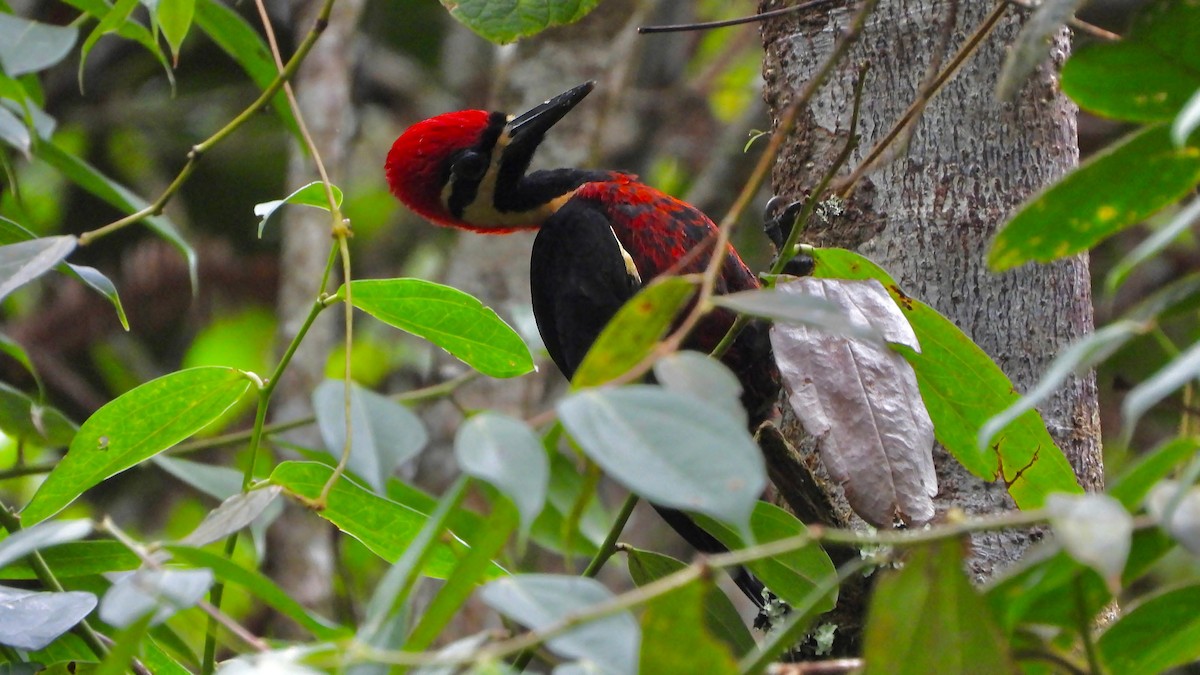 Crimson-bellied Woodpecker - ML614954302