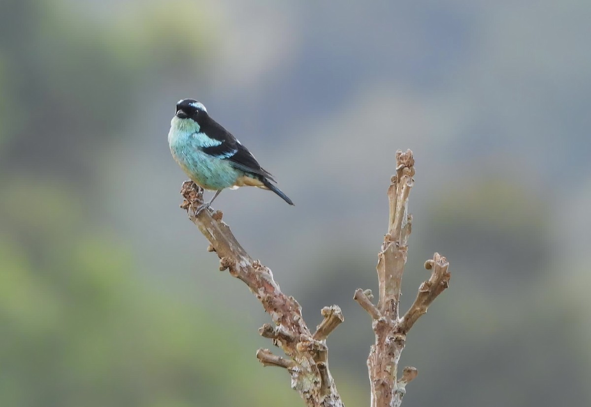 Blue-browed Tanager - David P Anderson