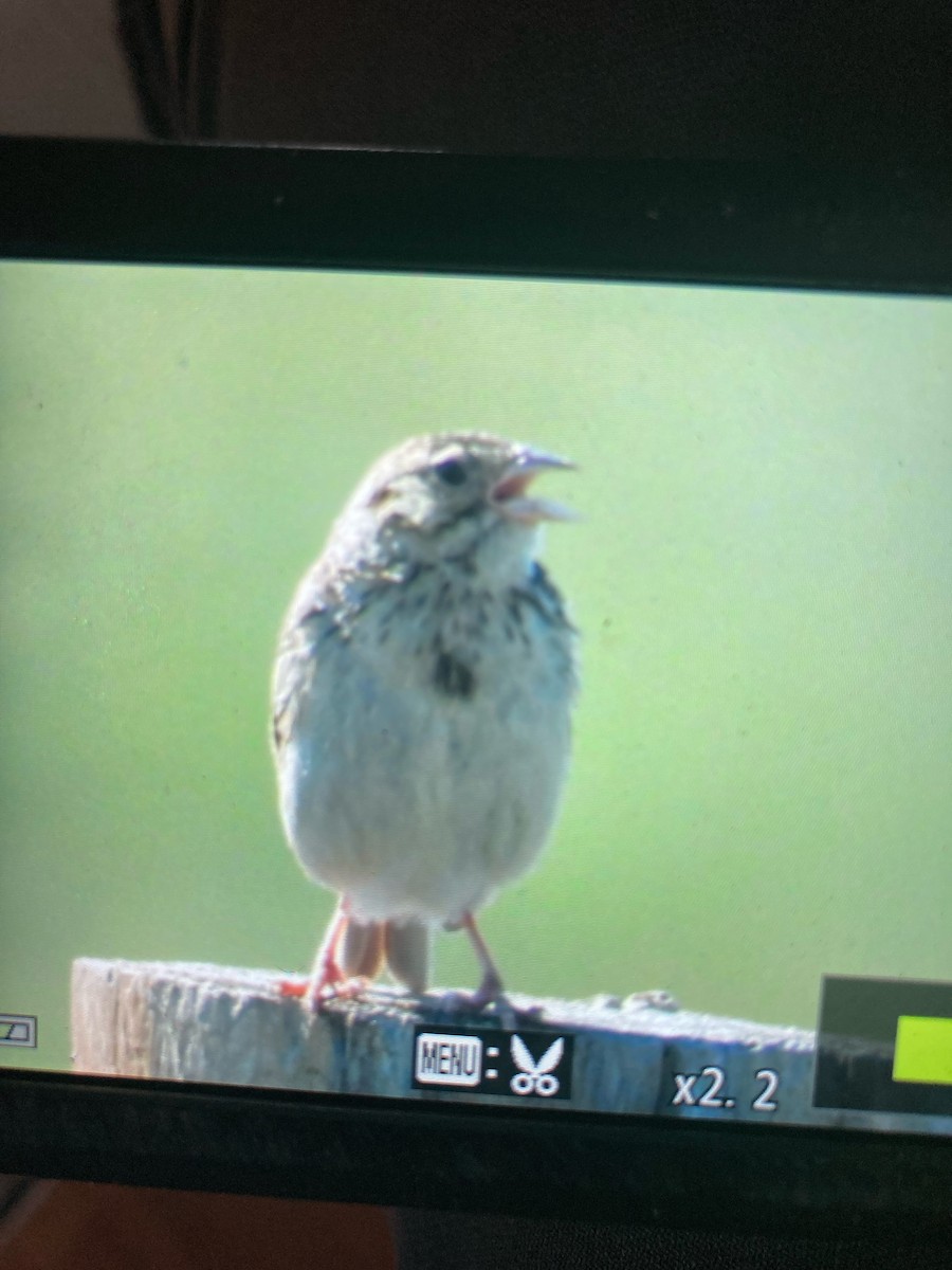Baird's Sparrow - Owen Robertson
