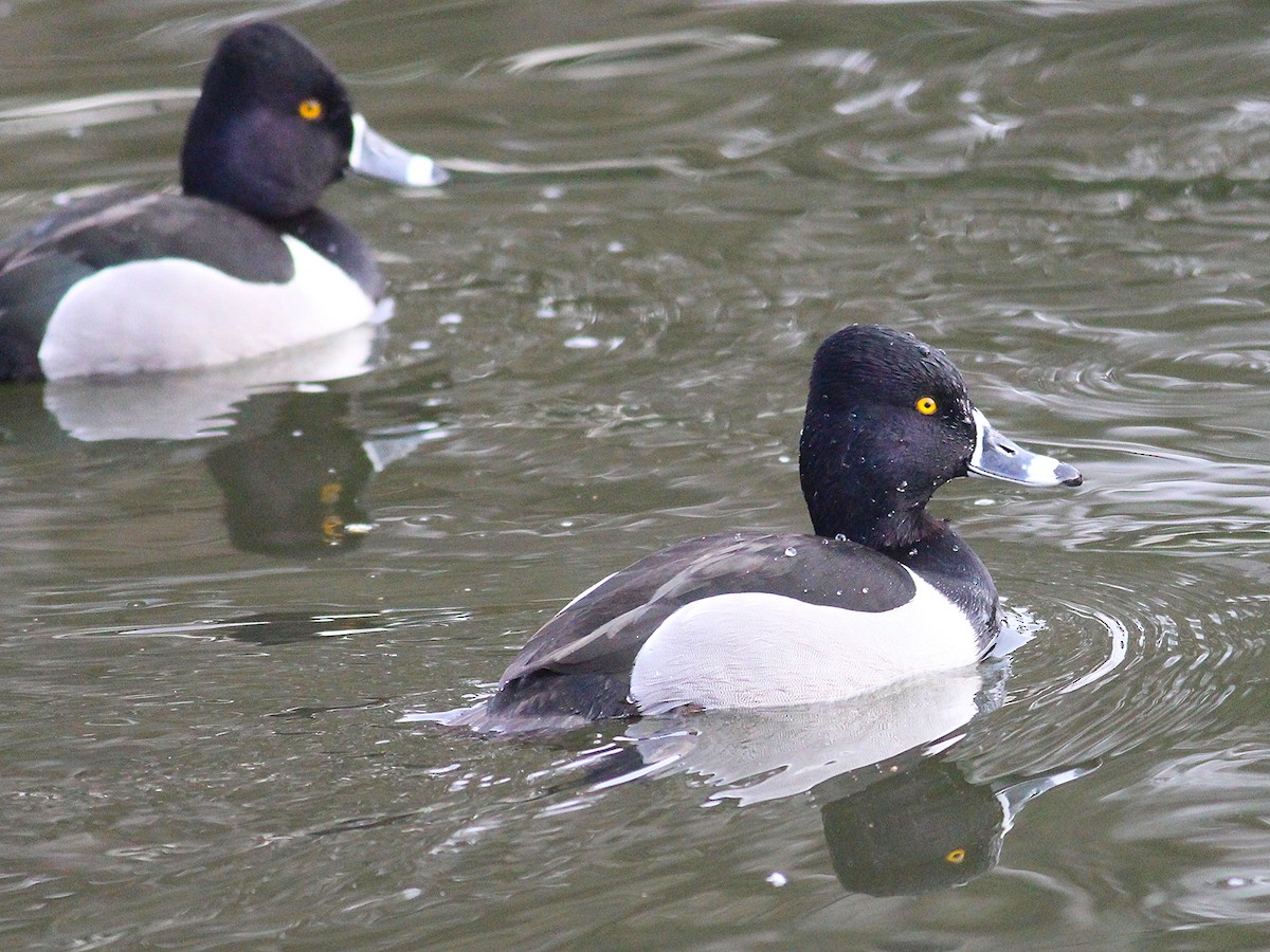 Ring-necked Duck - Kyle Eckland