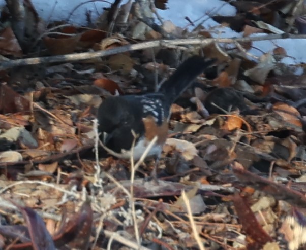 Spotted Towhee - ML614954736