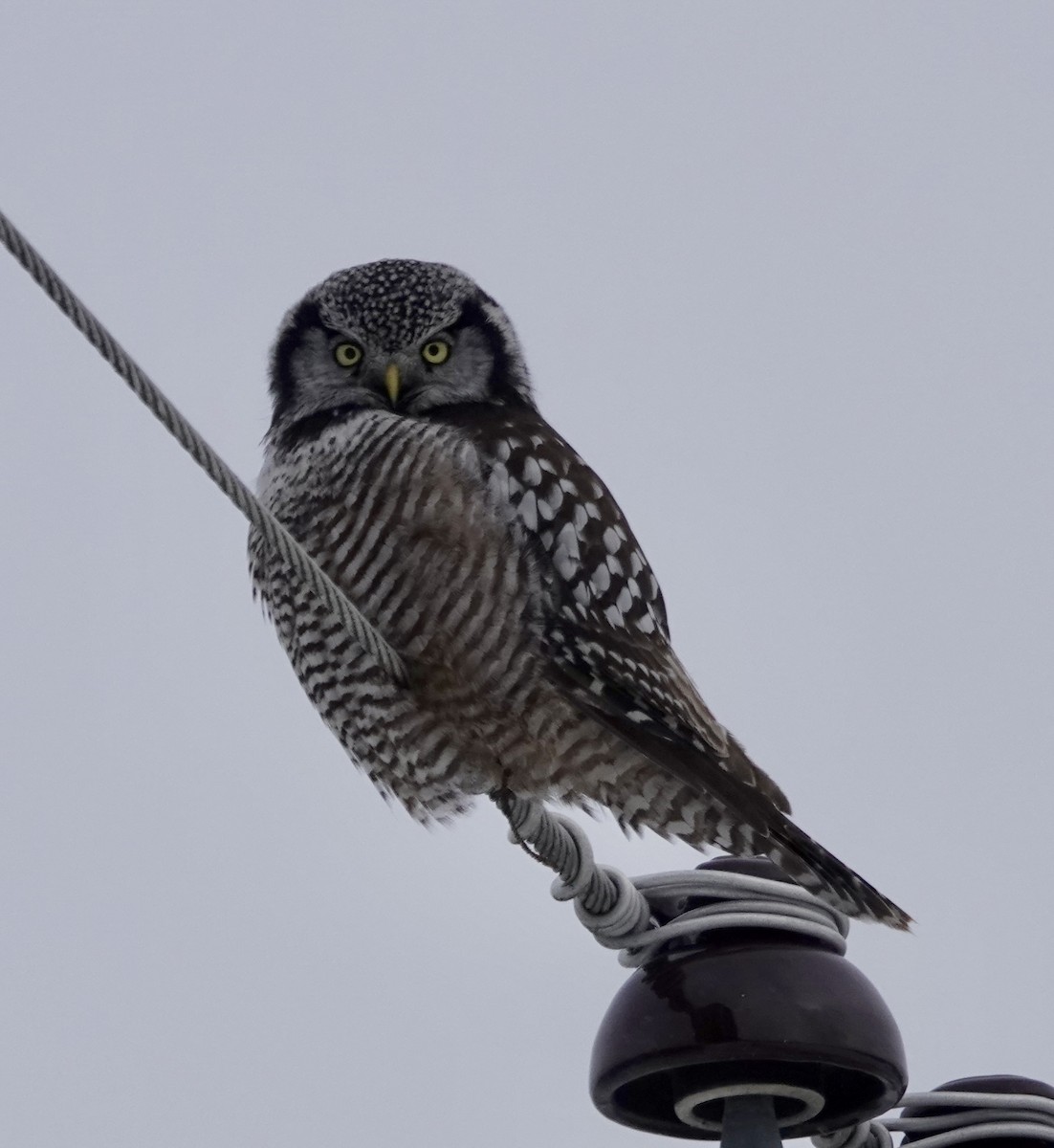 Northern Hawk Owl - Jeanne-Marie Maher