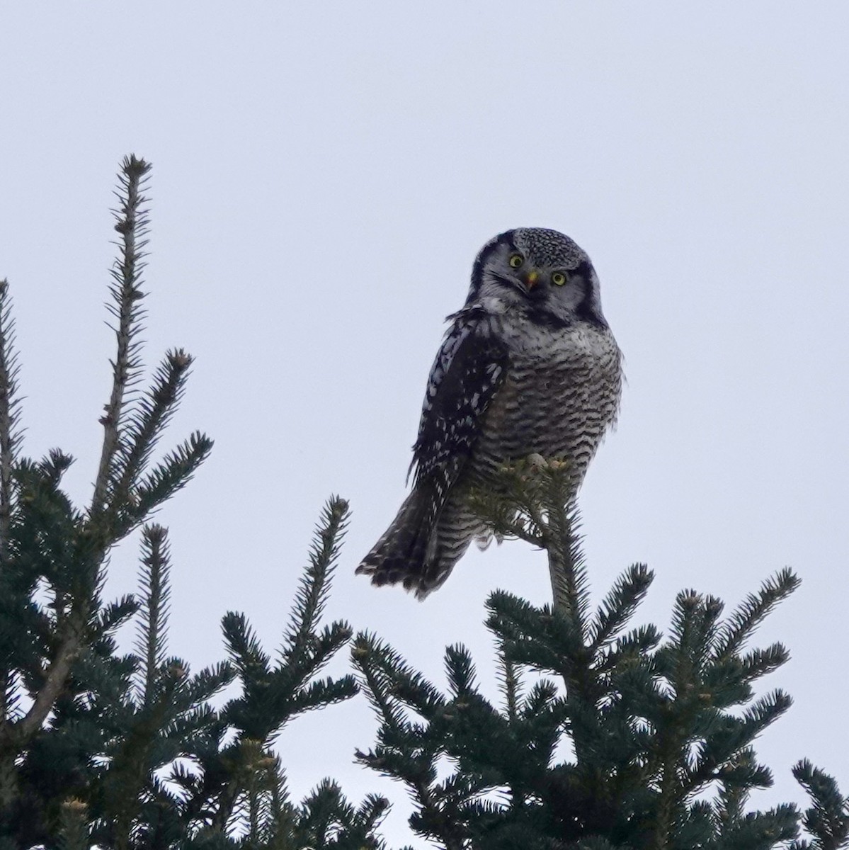 Northern Hawk Owl - ML614954949