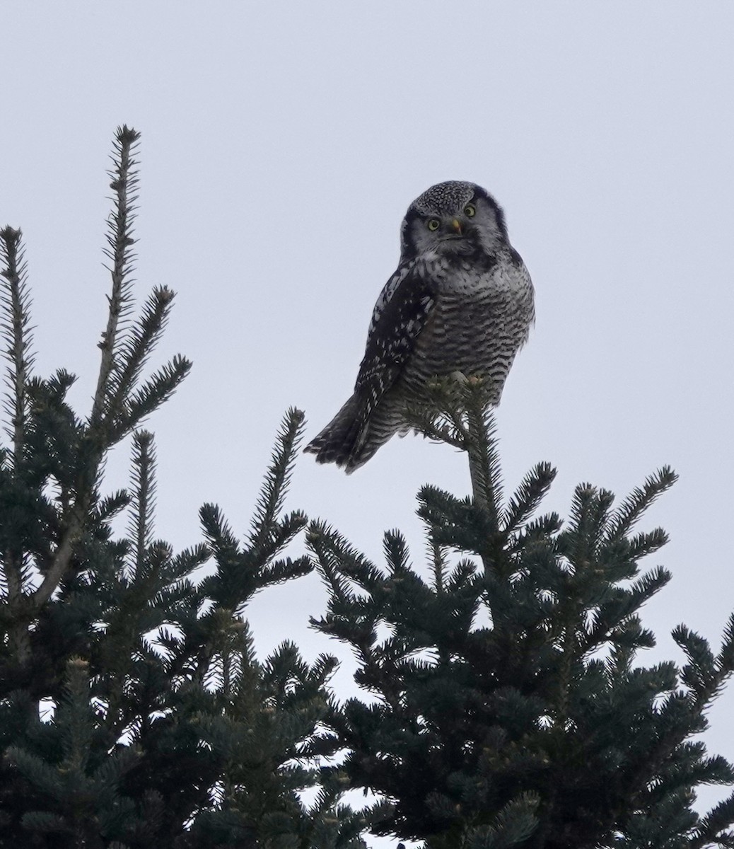 Northern Hawk Owl - Jeanne-Marie Maher