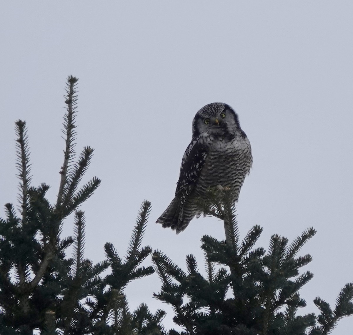 Northern Hawk Owl - ML614954951
