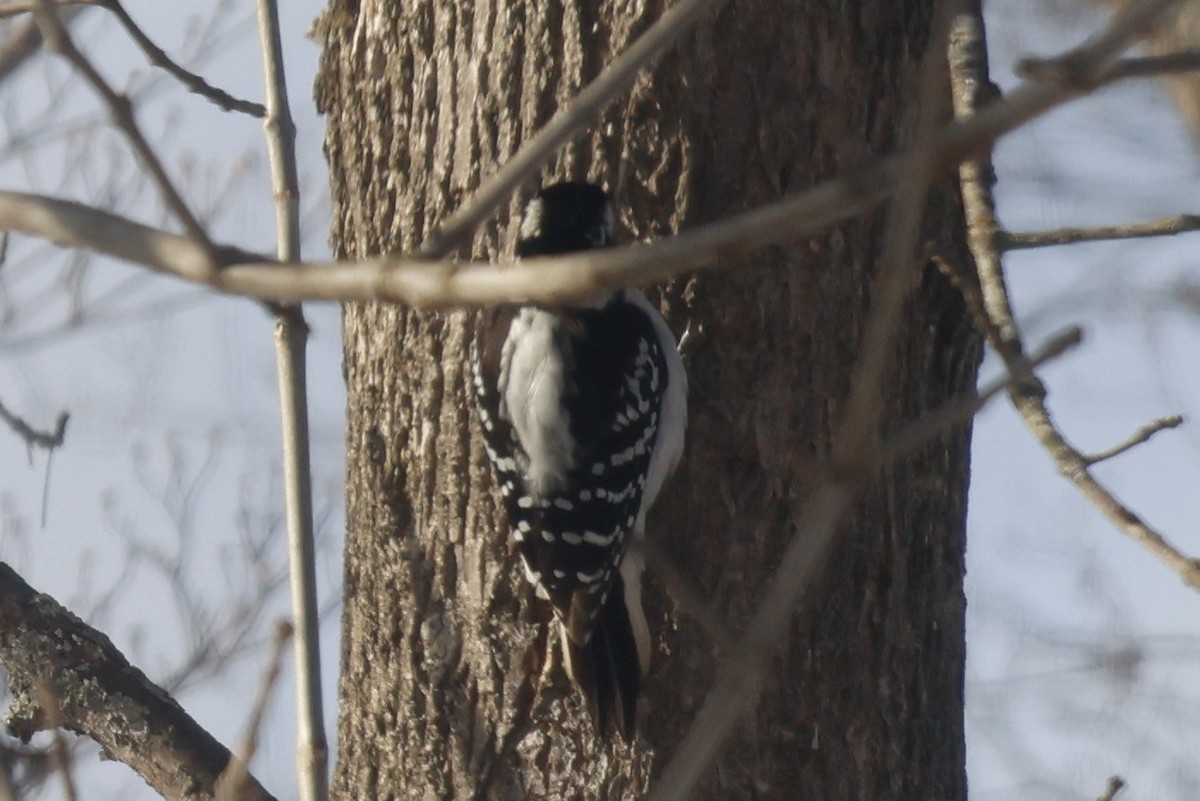 Hairy Woodpecker (Eastern) - ML614955124