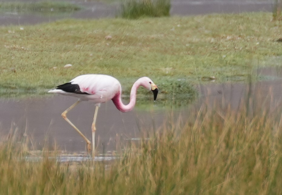 Andean Flamingo - ML614955275