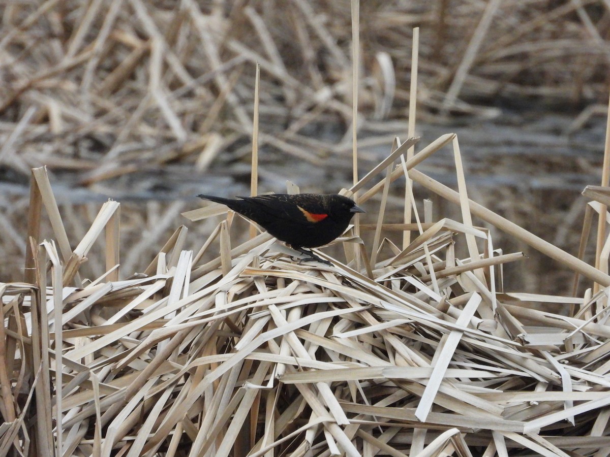 Red-winged Blackbird - ML614955395