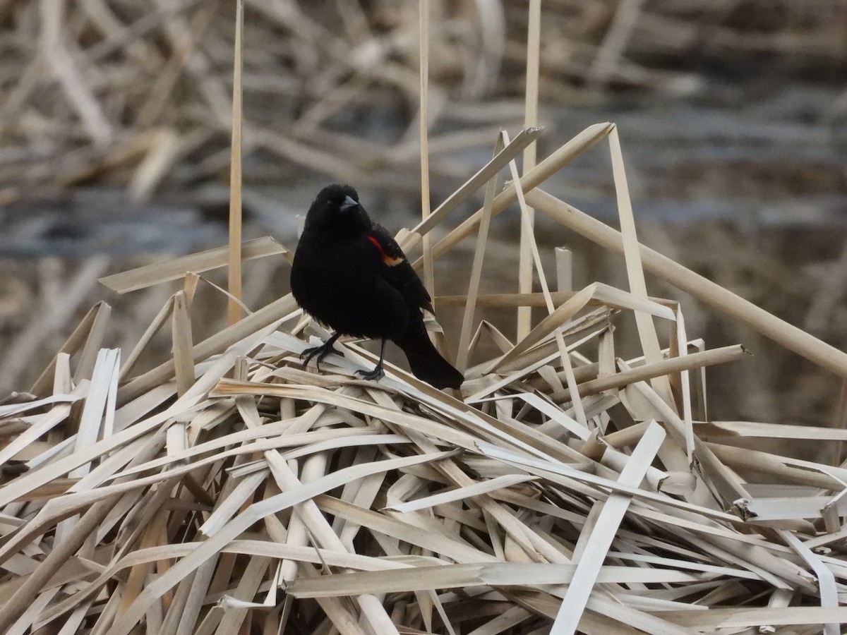 Red-winged Blackbird - ML614955396
