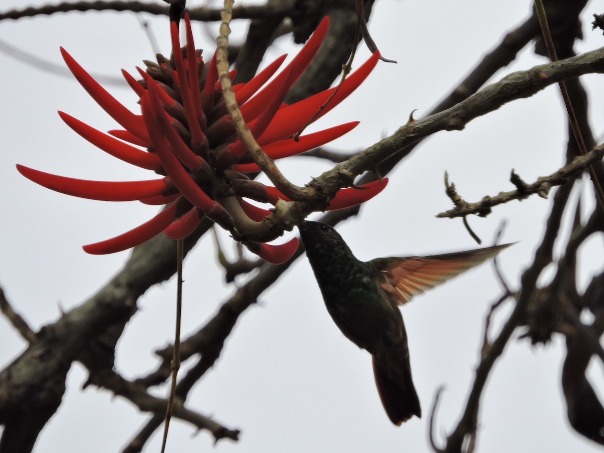 kolibřík mexický - ML614955554