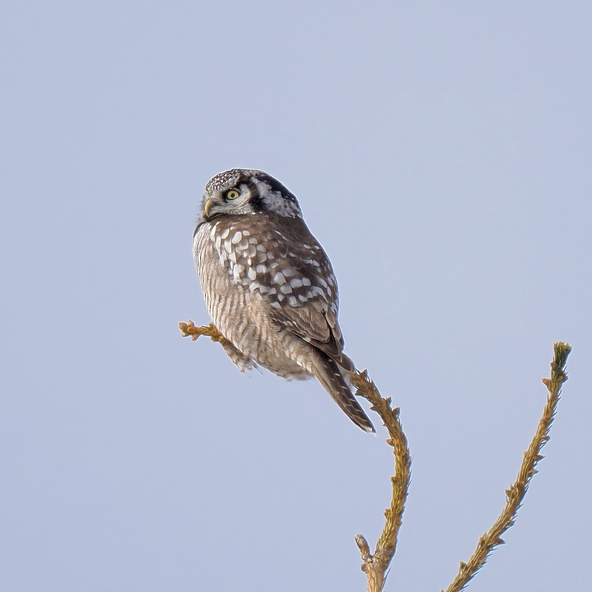 Northern Hawk Owl - ML614955699