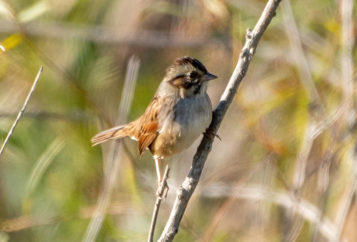 Swamp Sparrow - Linda Sullivan