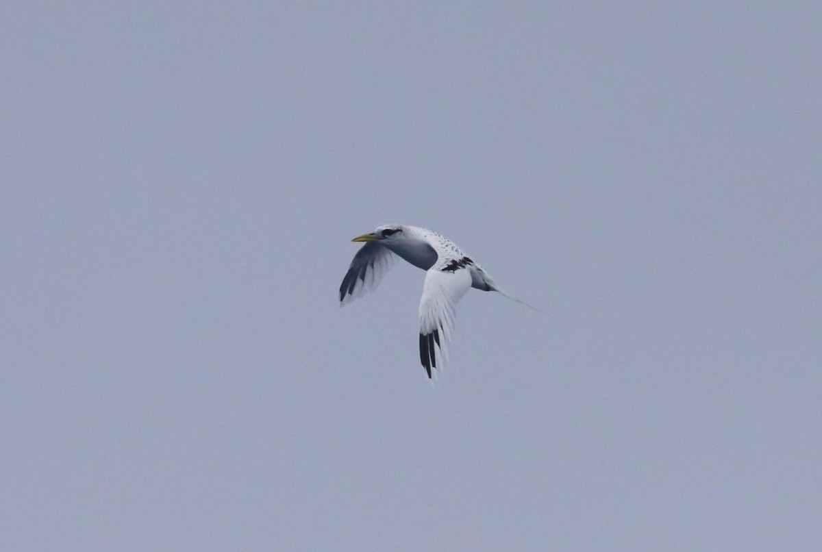 White-tailed Tropicbird (Pacific) - ML614956023