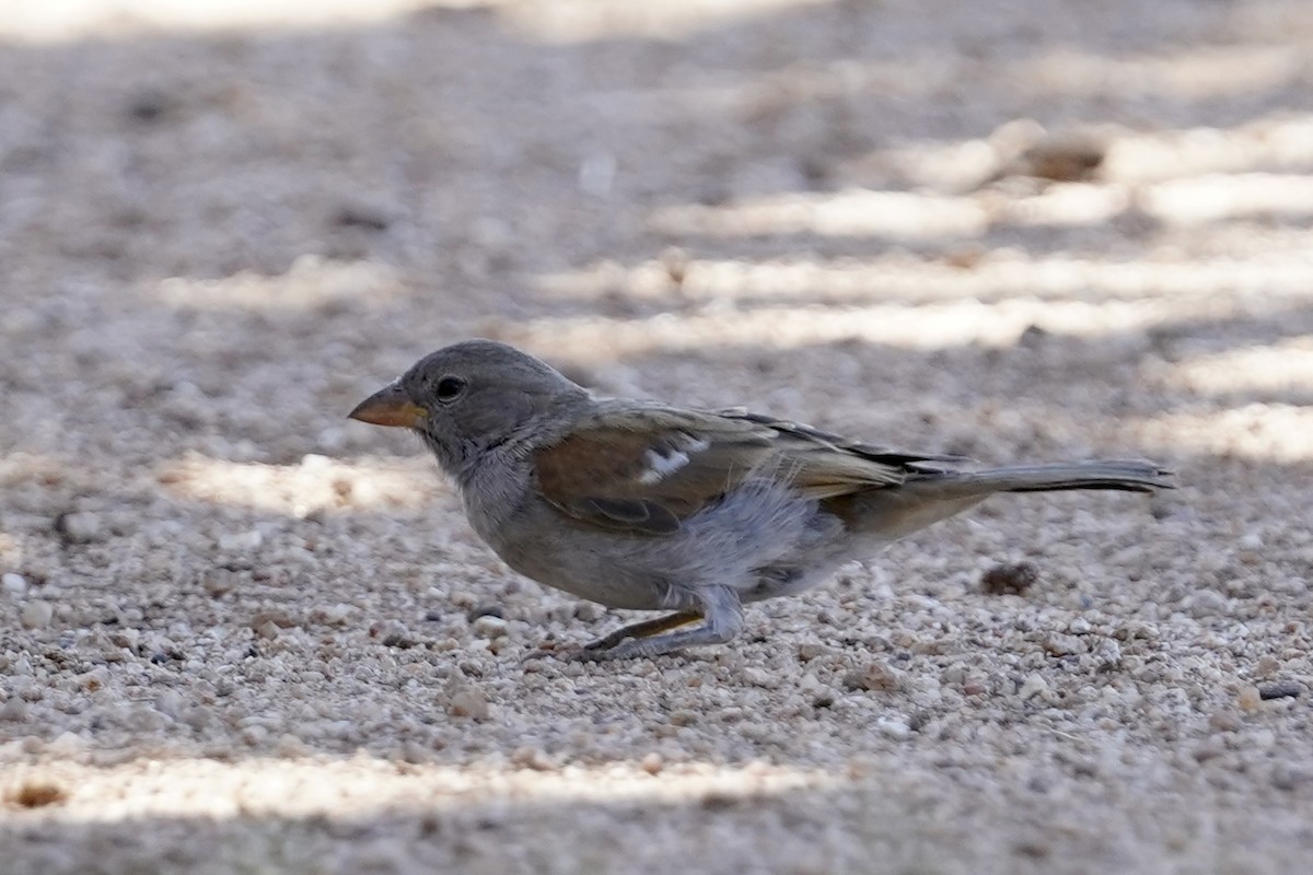 Southern Gray-headed Sparrow - ML614956074