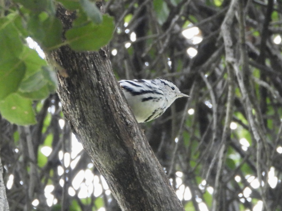 Black-and-white Warbler - ML614956173
