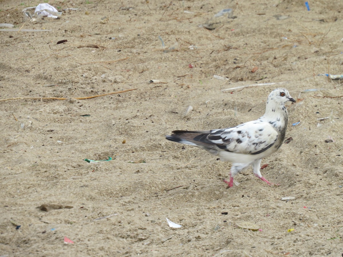 Rock Pigeon (Feral Pigeon) - ML614956451