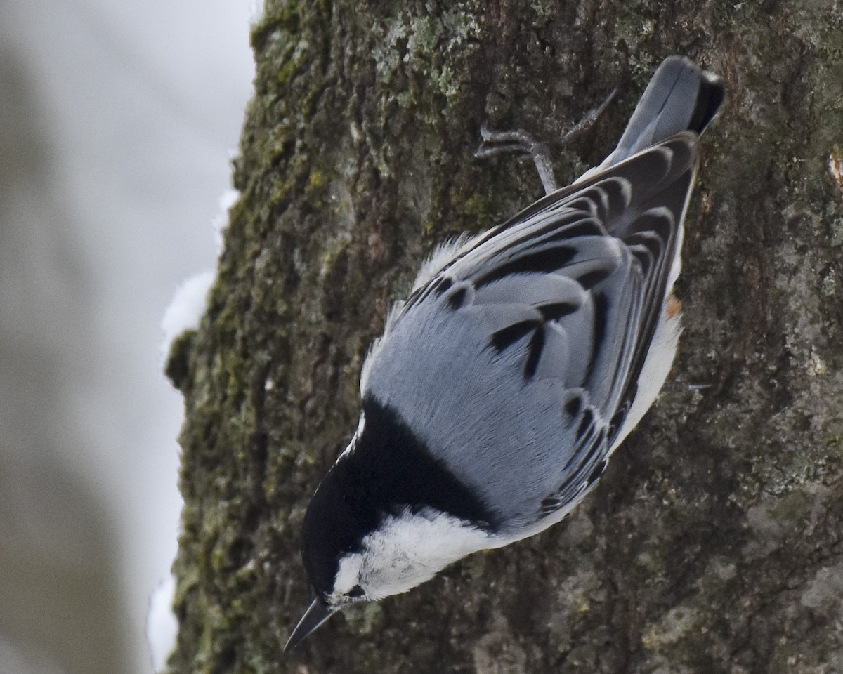 White-breasted Nuthatch - ML614956617