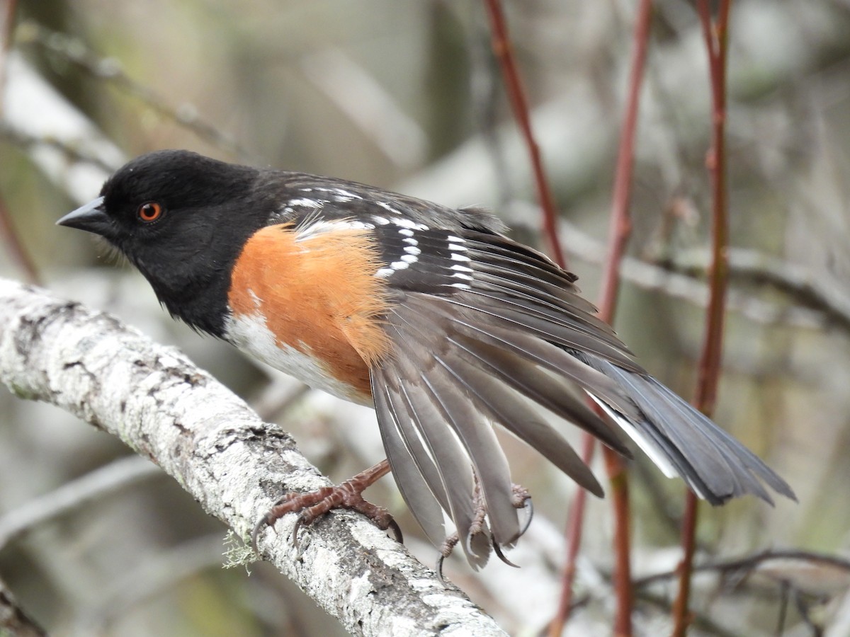 Spotted Towhee - ML614956642