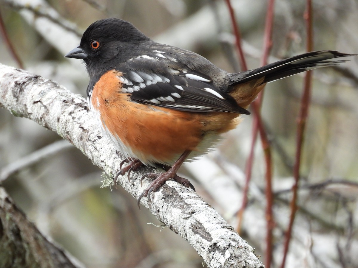 Spotted Towhee - Patti Northam