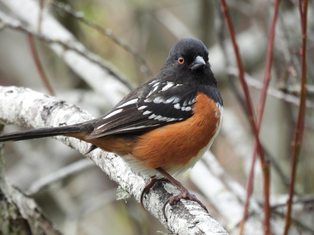 Spotted Towhee - ML614956644